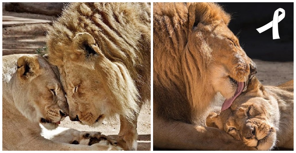 Pareja de leones ancianos es “puesta a dormir” al mismo tiempo tras convertirse en almas gemelas