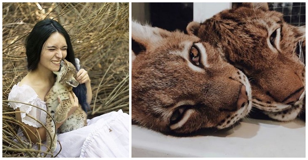 Causa polémica tras rescatar dos linces bebés de una granja de pieles y criarlos como mascotas