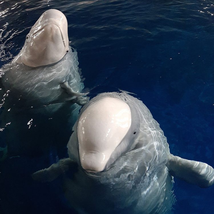 Ballenas beluga