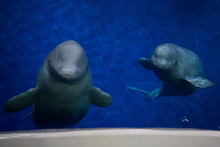 Ballenas beluga