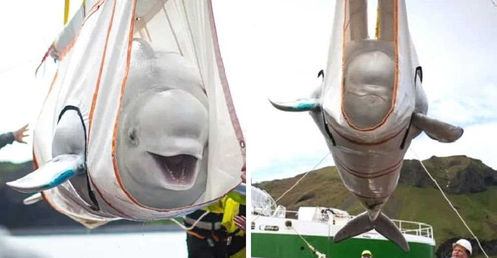 La sonrisa de un par de ballenas beluga antes de poder nadar libres por primera vez en el océano