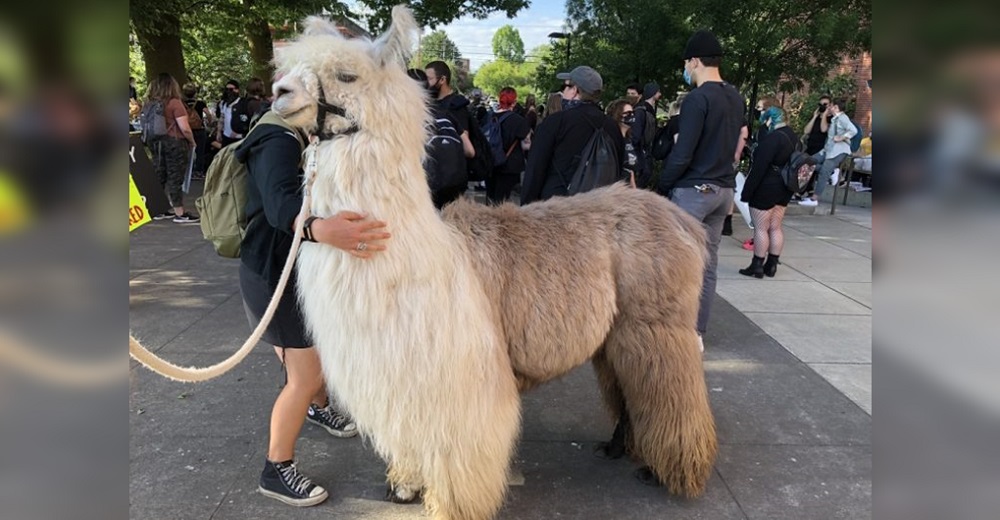 Una pacífica llama acude a las protestas en las calles y su reacción se hace viral