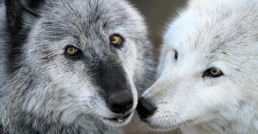 Juez ordena la caza de la última pareja de lobos «Wedge» desatando un polémico debate Juez ordena la caza de la última pareja de lobos «Wedge» desatando un polémico debate