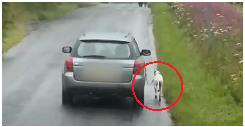 Buscan al dueño que obligó a su perro a correr al ritmo del auto porque le pareció gracioso