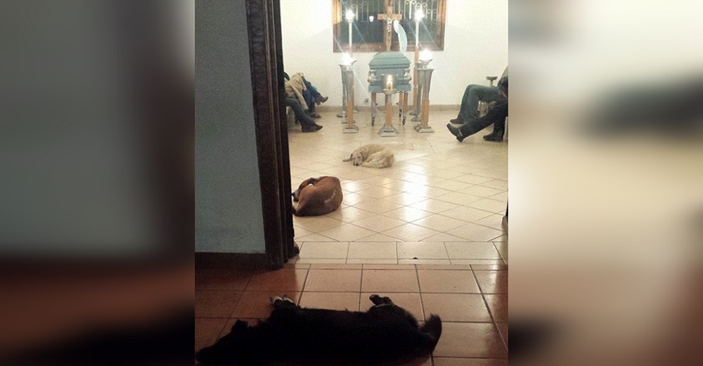 Perritos callejeros aparecen repentinamente en el funeral de una mujer, parecía que la lloraban Perritos callejeros aparecen repentinamente en el funeral de una mujer, parecía que la lloraban