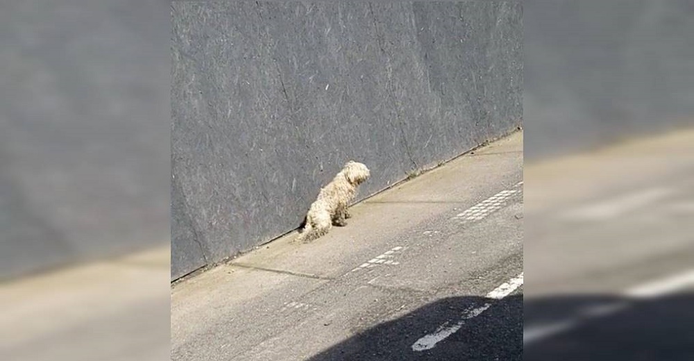 Un pobre perrito yacía desamparado en la calle sin poder mover sus patas traseras Un pobre perrito yacía desamparado en la calle sin poder mover sus patas traseras