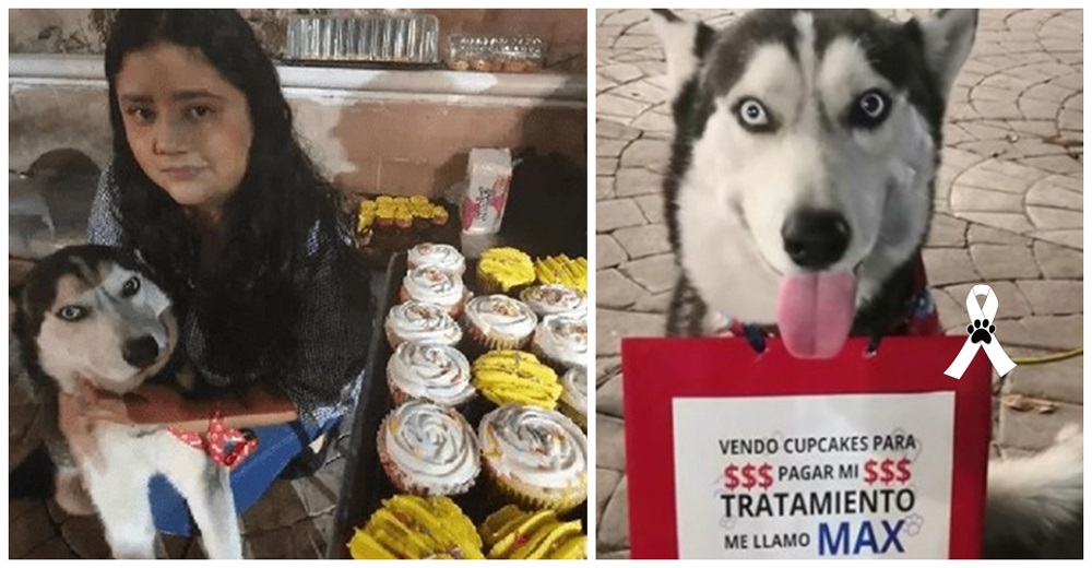 Perrito que vendía cupcakes para ganarle al cáncer, le dice adiós a su dueña antes de partir