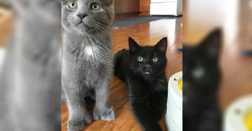 Dos gatitos rescatados de las calles se niegan a seguir viviendo uno sin el otro