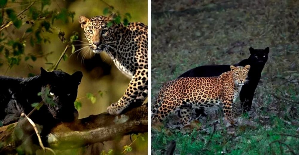 Espera 4 años para capturar la escena de amor más genuina entre una pantera y un leopardo Espera 4 años para capturar la escena de amor más genuina entre una pantera y un leopardo