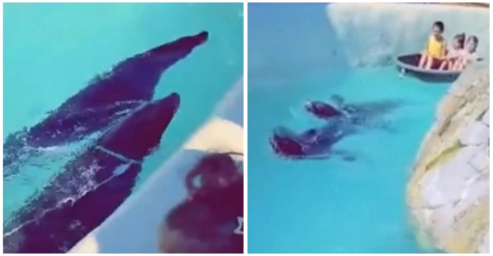Graban a focas siendo forzadas a pasear niños en bote dentro de un zoo