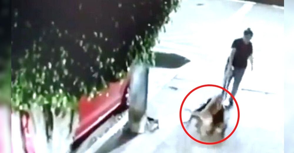 Graban a una insensible mujer dejando a tres perritos solos en la calle amarrados a una reja Graban a una insensible mujer dejando a tres perritos solos en la calle amarrados a una reja