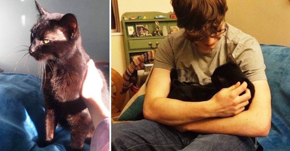 La llaman para decirle que su gato está paralizado en una clínica, y no podrán decirse adiós La llaman para decirle que su gato está paralizado en una clínica, y no podrán decirse adiós