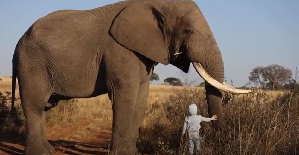 Graban a un niño de 4 años acercándose a acariciar un elefante salvaje y el animal reacciona