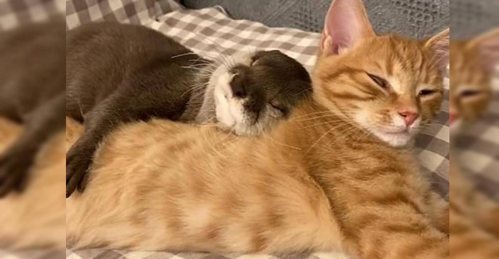 Una nutria rescatada no puede conciliar el sueño sino se acurruca a su hermano felino Una nutria rescatada no puede conciliar el sueño sino se acurruca a su hermano felino