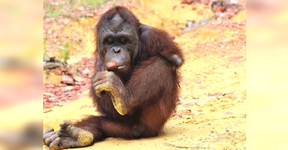 Un orangután intenta escapar del horror que vivía y pierde 2 brazos tras un accidente