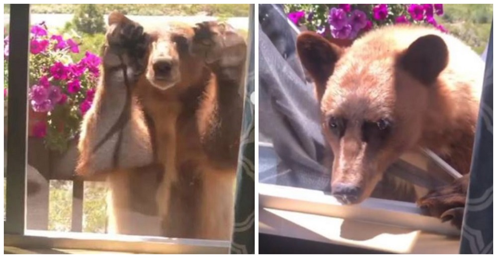 Familia se queda helada cuando un oso hambriento responde al ver que no lo dejaban entrar