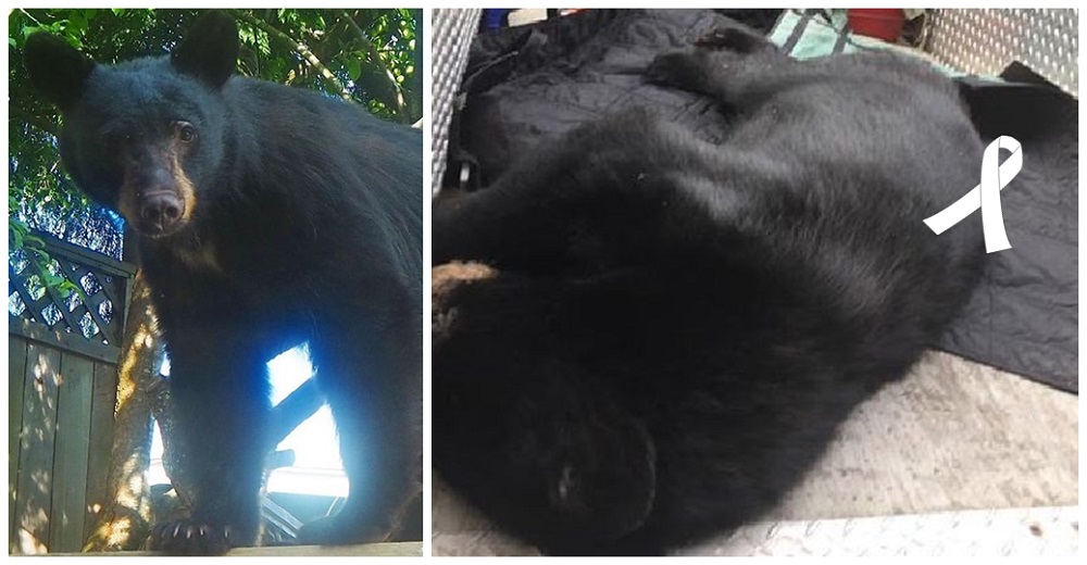 Acaban con la vida de un oso negro después de que lo cebaran para poder tomarse fotos