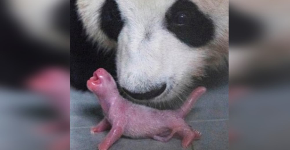 Revelan las imágenes del primer oso panda gigante que nació de forma natural en un zoológico Revelan las imágenes del primer oso panda gigante que nació de forma natural en un zoológico