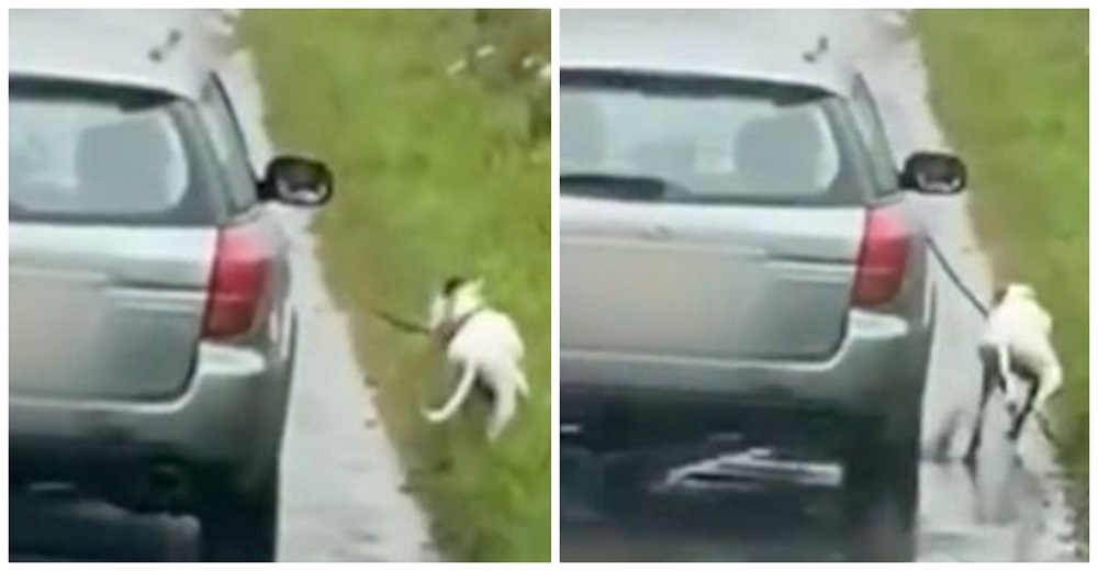 Buscan al sujeto que le gastó una broma a su perrita haciéndola correr atada a un auto en marcha Buscan al sujeto que le gastó una broma a su perrita haciéndola correr atada a un auto en marcha