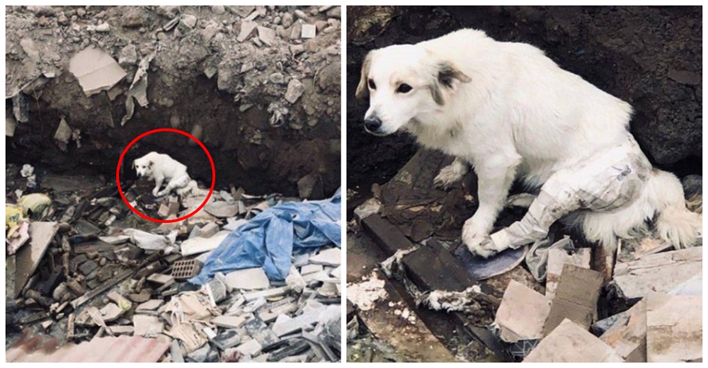 Detienen su auto para tirar a su perrita adolorida con su pata rota en una montaña de basura Detienen su auto para tirar a su perrita adolorida con su pata rota en una montaña de basura