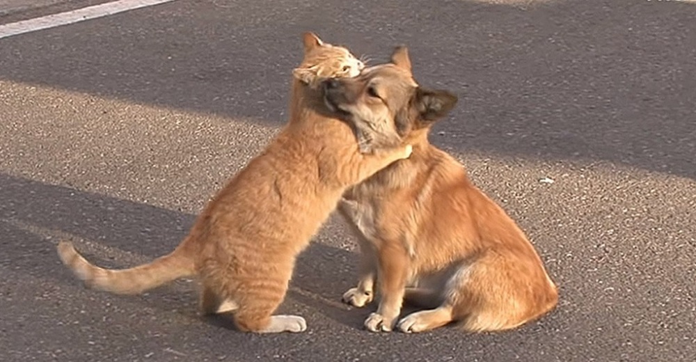 Gato callejero consuela un triste perrito que no verá nunca más a su familia