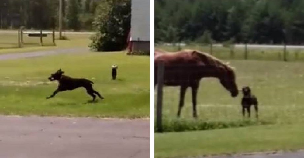 Graban a un perro corriendo con comida en el hocico, hasta que descubren su acto de generosidad Graban a un perro corriendo con comida en el hocico, hasta que descubren su acto de generosidad