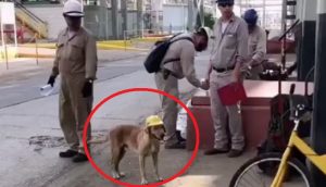 Obreros de una construcción responden al perrito callejero que se les acercaba todos los días