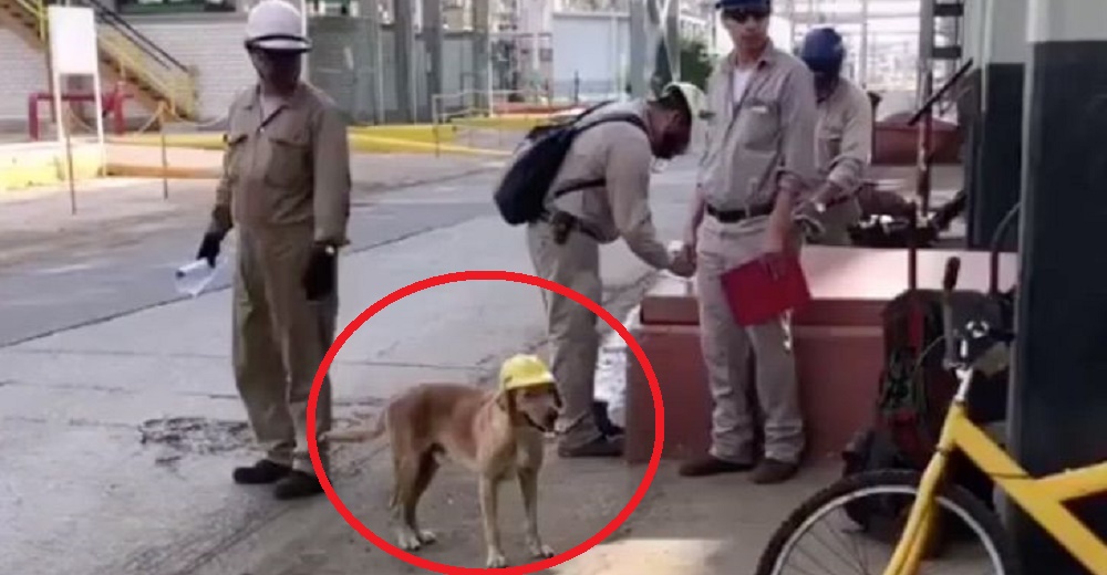 Obreros de una construcción responden al perrito callejero que se les acercaba todos los días