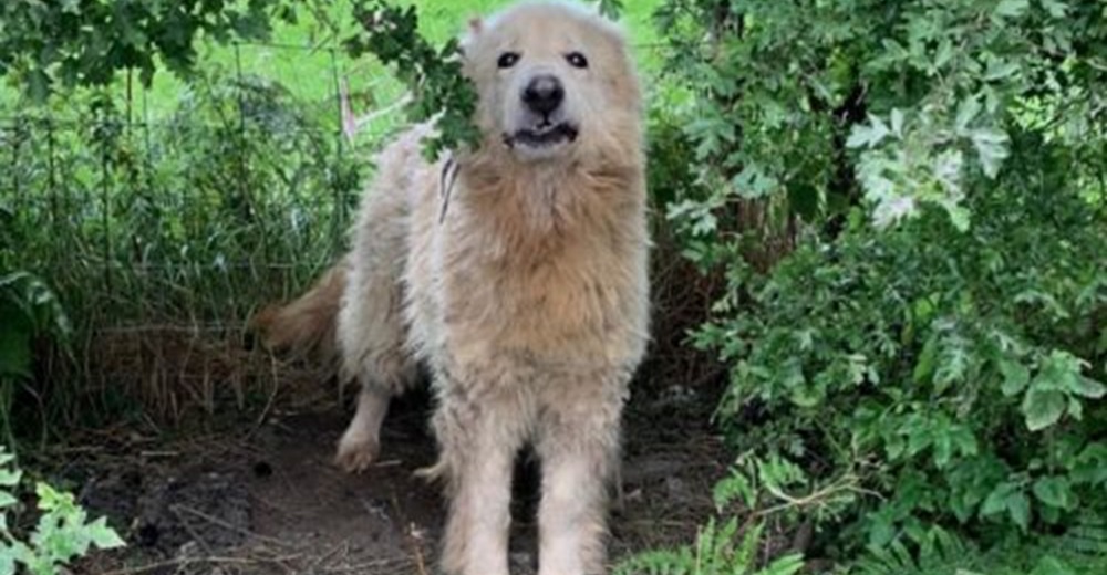 Perrito lloroso muerto de miedo se niega a ser salvado