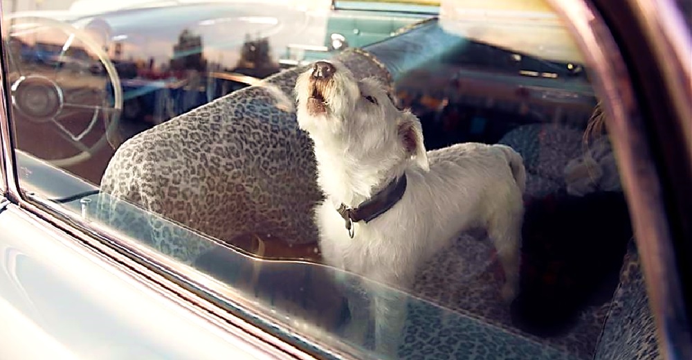 Perrito ladra frenéticamente para pedir que lo salven de un auto con altas temperaturas Perrito ladra frenéticamente para pedir que lo salven de un auto con altas temperaturas