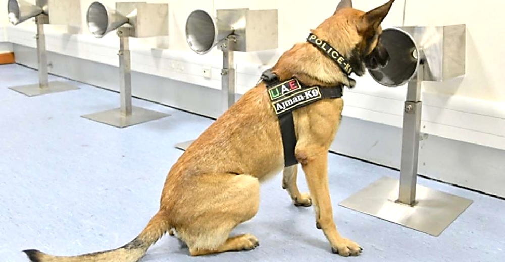 El primer aeropuerto en utilizar perritos para detectar coronavirus revela los resultados