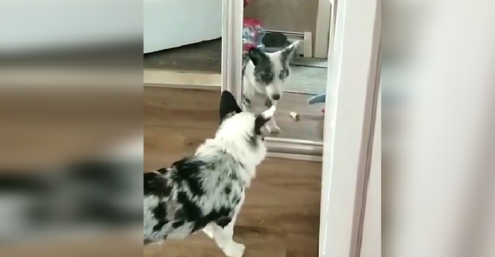 Una cachorrita se niega a descansar hasta acabar con «el intruso» que ve frente al espejo Una cachorrita se niega a descansar hasta acabar con «el intruso» que ve frente al espejo