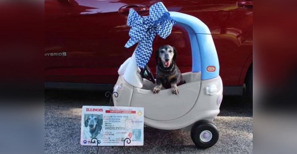 Perrito anciano obtiene su propio coche y su permiso de conducir para poder pasear legalmente