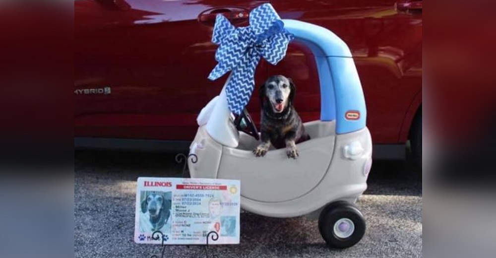 Perrito anciano obtiene su propio coche y su permiso de conducir para poder pasear legalmente Perrito anciano obtiene su propio coche y su permiso de conducir para poder pasear legalmente