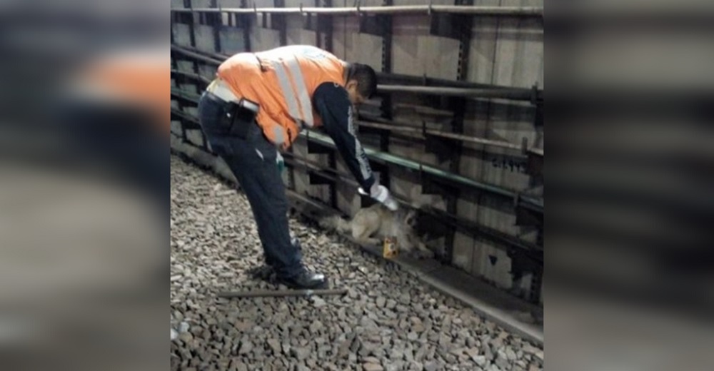 Estaba aterrado y decidió huir corriendo hacia las rieles del metro para tratar de esconderse