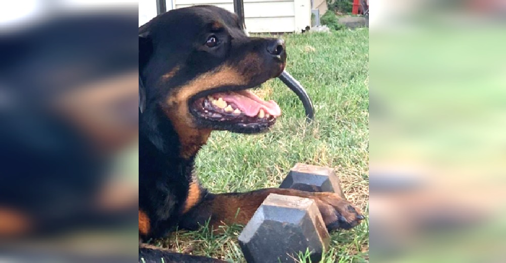 Señalan al dueño del perro que lleva en su hocico una pesa de 10 kilos como si fuera un juguete Señalan al dueño del perro que lleva en su hocico una pesa de 10 kilos como si fuera un juguete