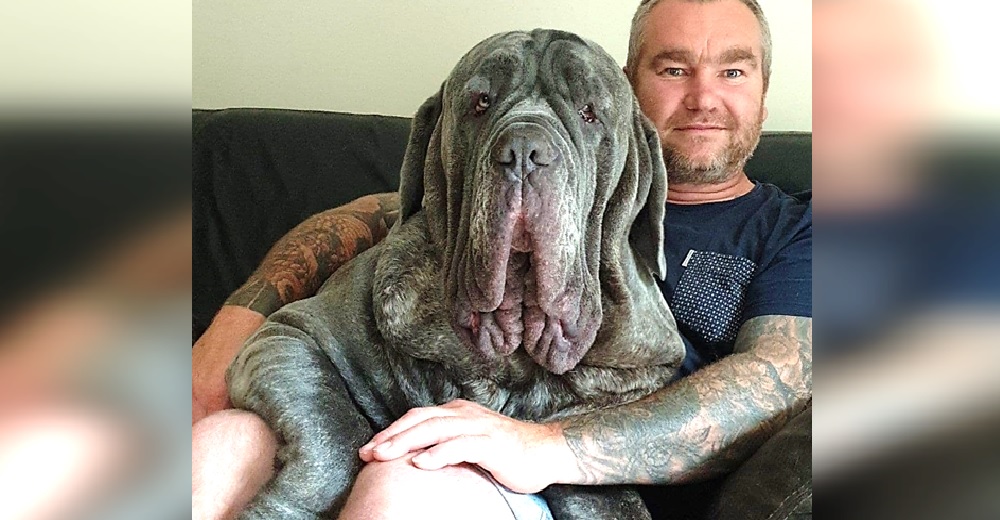 Somete a su perro a una cirugía estética para extraer un kilo de piel de su rostro Somete a su perro a una cirugía estética para extraer un kilo de piel de su rostro