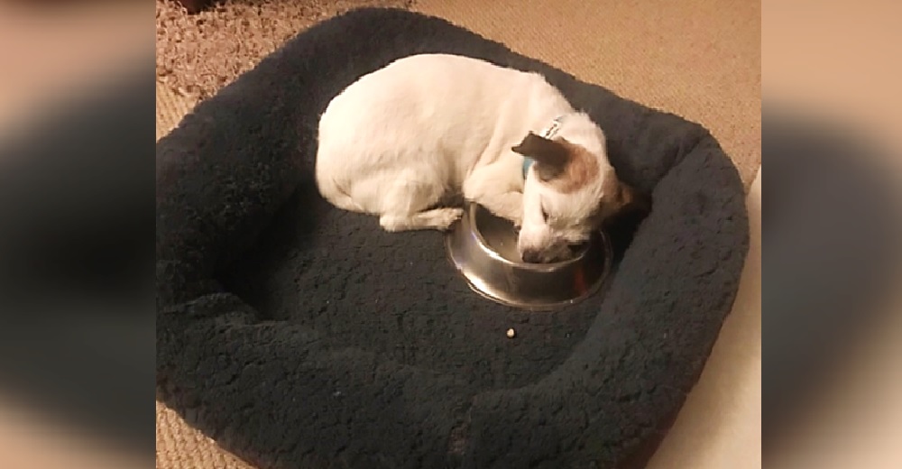 Perrito rescatado duerme aferrado a su nuevo cuenco de comida cada noche