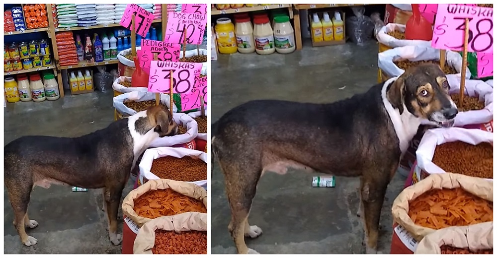 Perrito callejero que llevaba varios días sin comer consigue conmover al dueño de una tienda