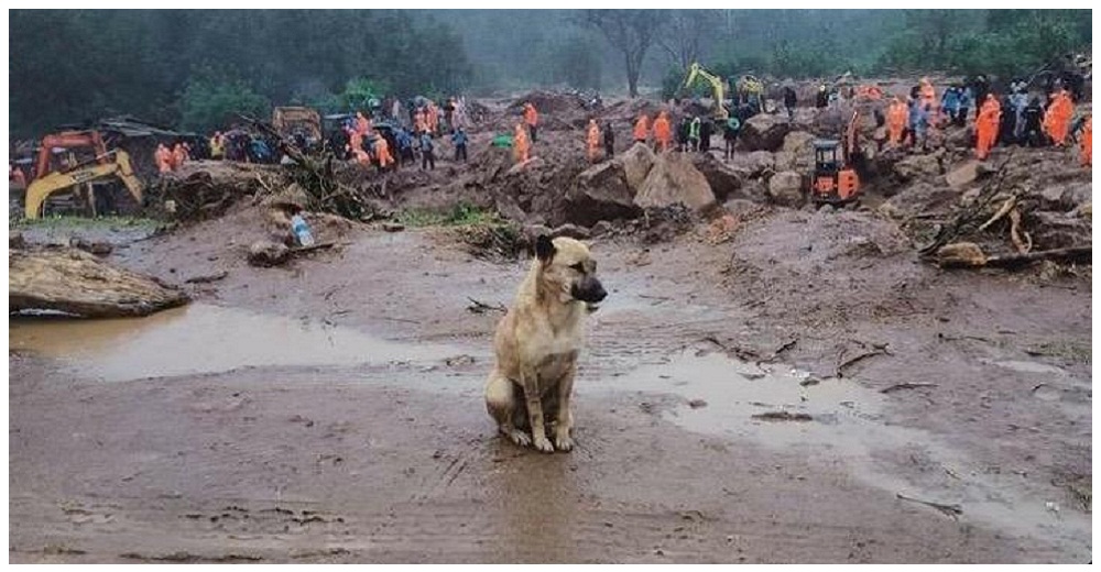 Perros leales llevan días esperando en el lugar en que su familia está enterrada tras un deslave