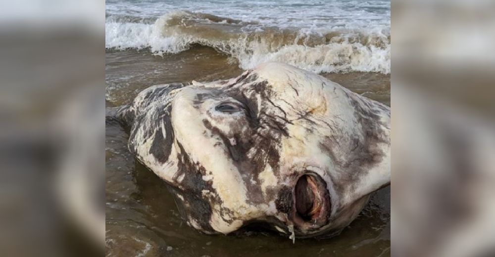 Enorme «criatura alienígena» aparece en las orillas de una playa aterrorizando a los bañistas