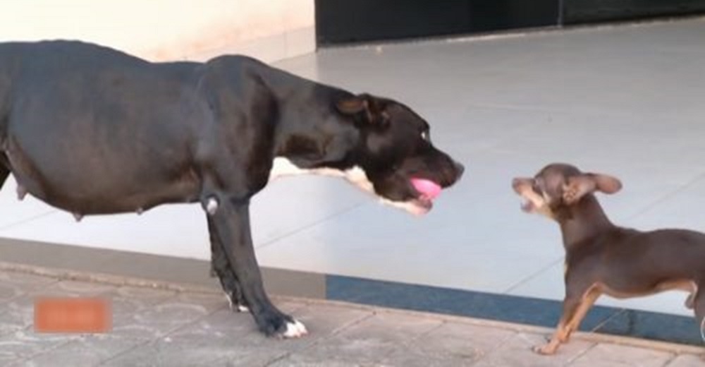 Una pitbull queda embarazada por un pinscher miniatura y recupera su salud tras una cirugía