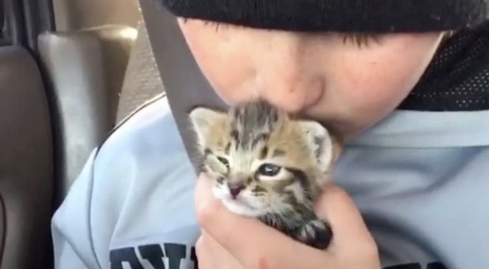 Diminuta gatita bebé no deja de llorar hasta que un pequeño niño sabe qué hacer para calmarla Diminuta gatita bebé no deja de llorar hasta que un pequeño niño sabe qué hacer para calmarla