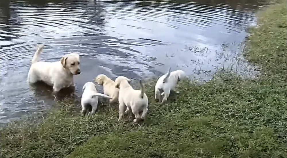 Graban a un papá labrador dándoles a sus cachorros su primera lección de natación Graban a un papá labrador dándoles a sus cachorros su primera lección de natación