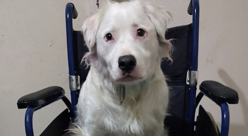El perro ciego y sordo rechazado por todos ahora le ofrece su amor a otros animales abandonados El perro ciego y sordo rechazado por todos ahora le ofrece su amor a otros animales abandonados