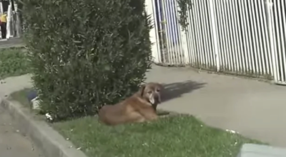 Se mudan y abandonan a su perro que los espera con ilusión frente a su antigua casa Se mudan y abandonan a su perro que los espera con ilusión frente a su antigua casa