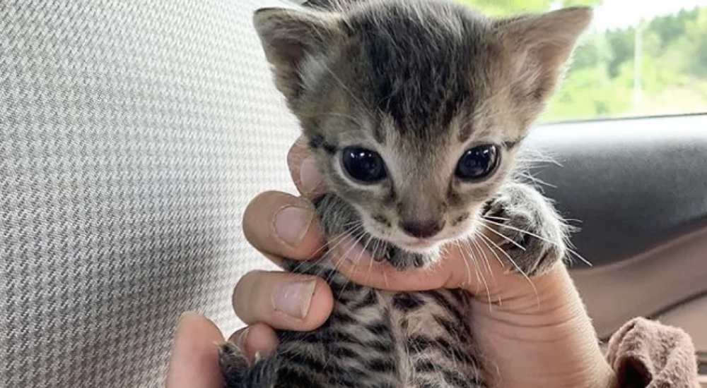 Acuden a ayudar a un débil gatito y al levantar la toalla descubren a su inseparable hermanito Acuden a ayudar a un débil gatito y al levantar la toalla descubren a su inseparable hermanito