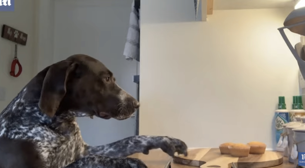 Con una cámara oculta descubre que su perro es quien se ha robado decenas de pastelitos Con una cámara oculta descubre que su perro es quien se ha robado decenas de pastelitos