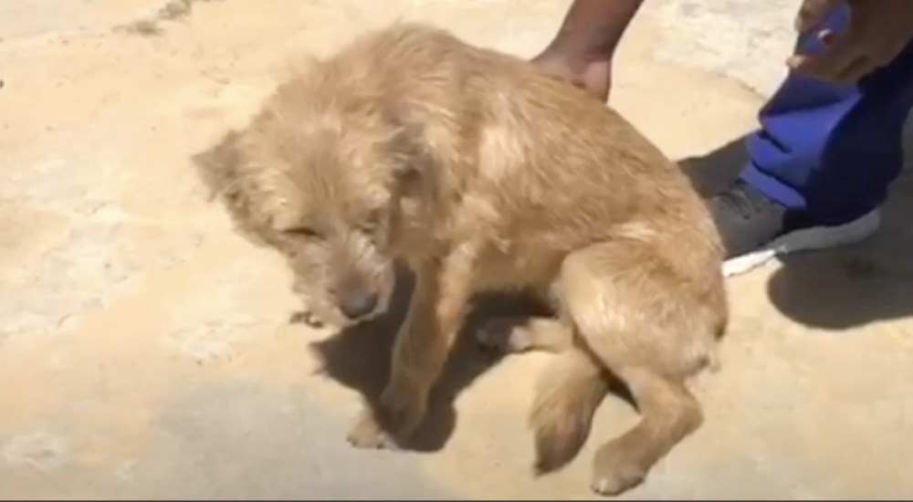 Perrito atado de la peor forma termina gravemente lesionado en su desesperación por escapar Perrito atado de la peor forma termina gravemente lesionado en su desesperación por escapar