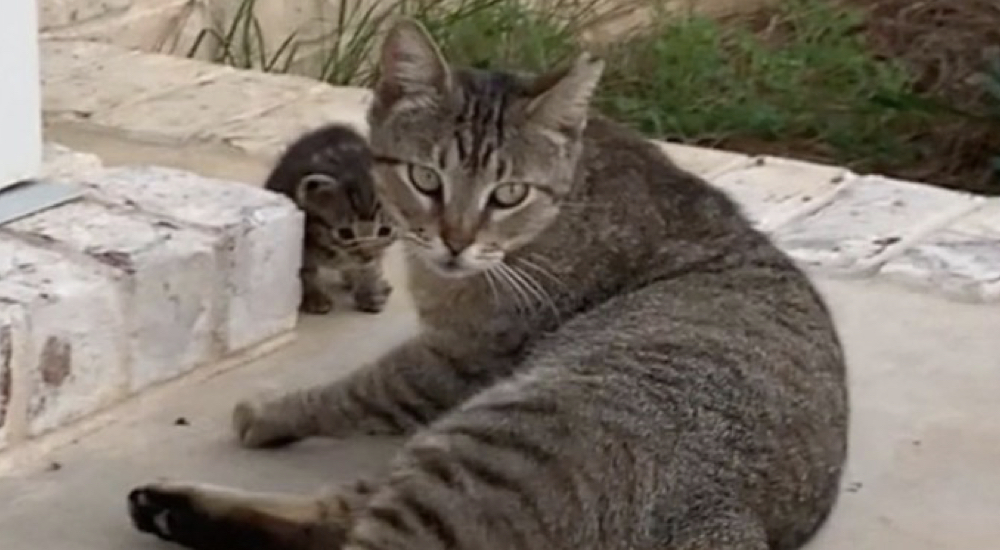 Gata callejera se hace amiga de una pareja y les trae su bebé recién nacido para que lo adopten